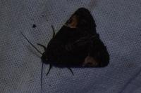 Aedia funesta
