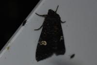 Melanchra persicariae