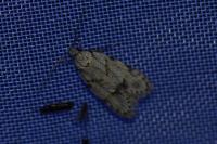 Symmoca signatella