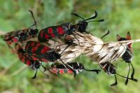 Zygaena carniolica