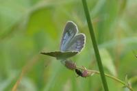 Phengaris teleius