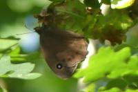 Minois dryas