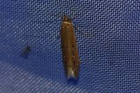 Limnaecia phragmitella