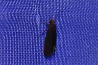 Cephimallota crassiflavella