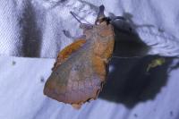 Gastropacha quercifolia