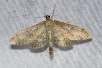 Anania lancealis