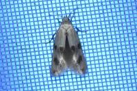 Elachista maculicerusella