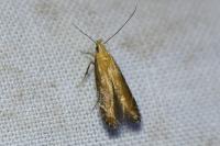 Monochroa cytisella