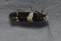 Recurvaria leucatella