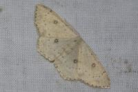 Cyclophora albipunctata