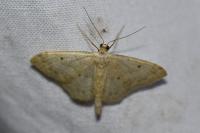 Idaea biselata