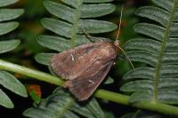 Lenisa geminipuncta