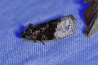 Apotomis betuletana