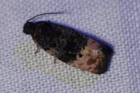 Metendothenia atropunctana