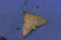 Paracorsia repandalis