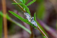 Eupithecia centaureata