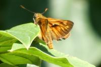 Ochlodes sylvanus