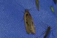Agonopterix yeatiana