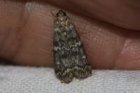 Dioryctria abietella