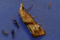 Cochylimorpha hilarana