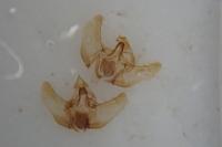 Cochylimorpha hilarana