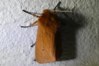 Phragmatobia fuliginosa