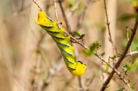 Acherontia atropos