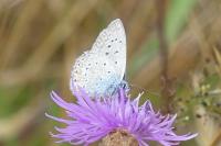 Polyommatus icarus