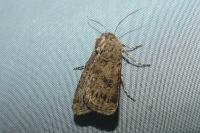 Agrotis bigramma