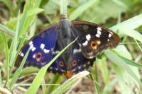 Apatura ilia