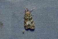 Eudonia mercurella