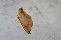 Drepana falcataria