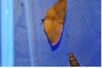 Watsonalla binaria