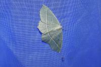 Campaea margaritaria