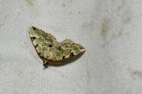 Colostygia pectinataria
