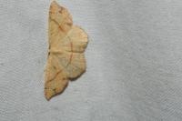 Cyclophora punctaria