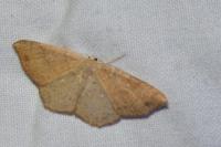 Cyclophora ruficiliaria