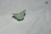 Hemistola chrysoprasaria