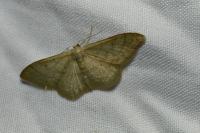 Idaea straminata