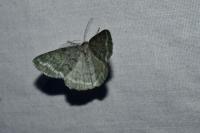 Pseudoterpna pruinata