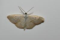 Scopula immutata