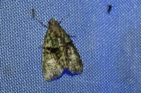 Cryphia algae