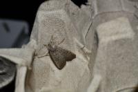 Hoplodrina ambigua