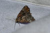 Mesoligia furuncula