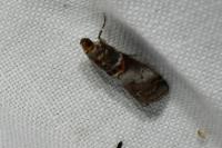 Acrobasis advenella