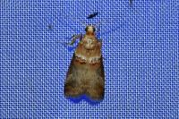 Acrobasis tumidana