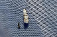 Scythropia crataegella