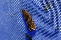 Ancylis comptana