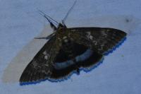 Catocala fraxini