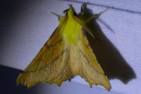 Ennomos alniaria